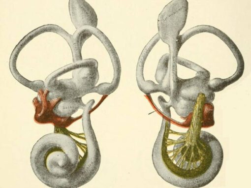 Ossobuco II von Jakob Jentgens & Alex January